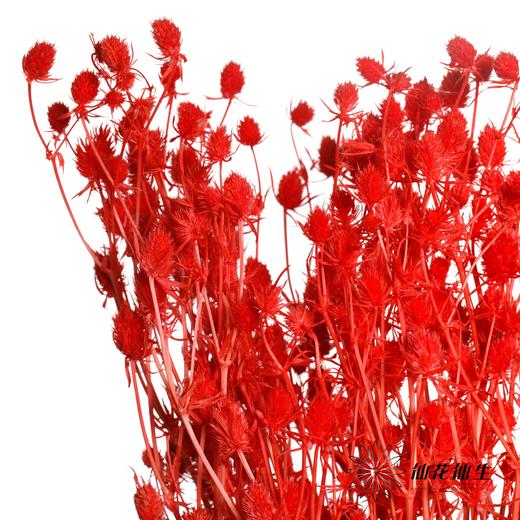 干花 | 情人果红色 商品图2