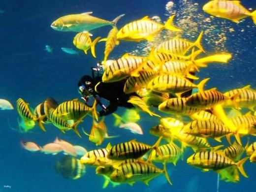 屏东垦丁｜夜宿屏东海生馆・入住海生馆一晚 商品图6