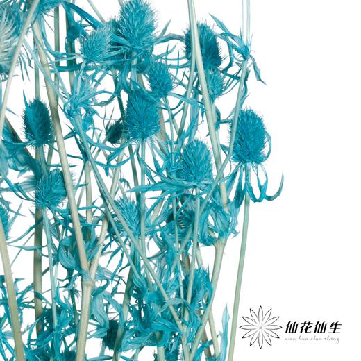 干花 | 情人果蒂芙尼蓝 商品图0