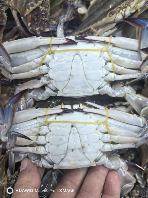 中个梭子蟹，公和三角（少女蟹）随机，个个肥！全活装箱，保鲜不保活！
2.8-3斤左右一箱，12-14只左右 商品图1