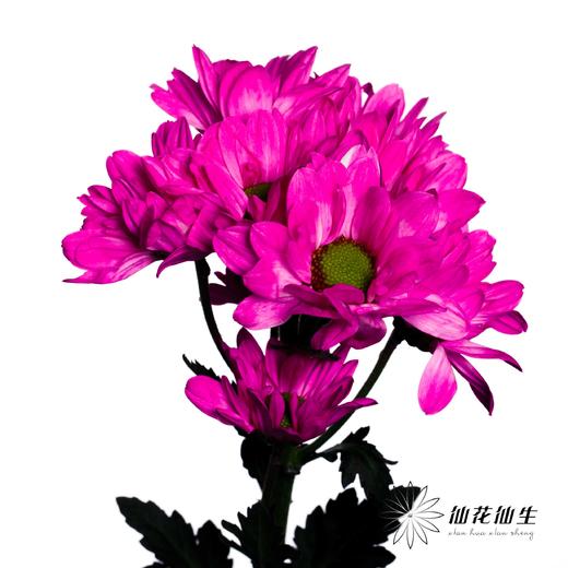 小菊 ｜ 染色小菊玫红【人工吸染，有色差，慎重下单】 商品图2