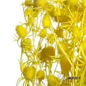 干花 | 情人果黄色