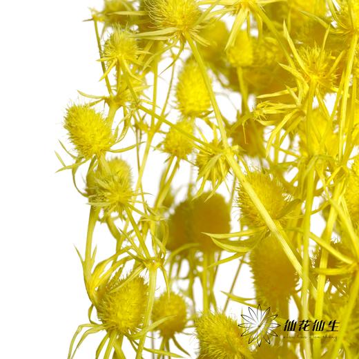 干花 | 情人果黄色 商品图0