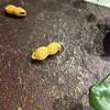 双籽花生（单个随机） 商品缩略图5