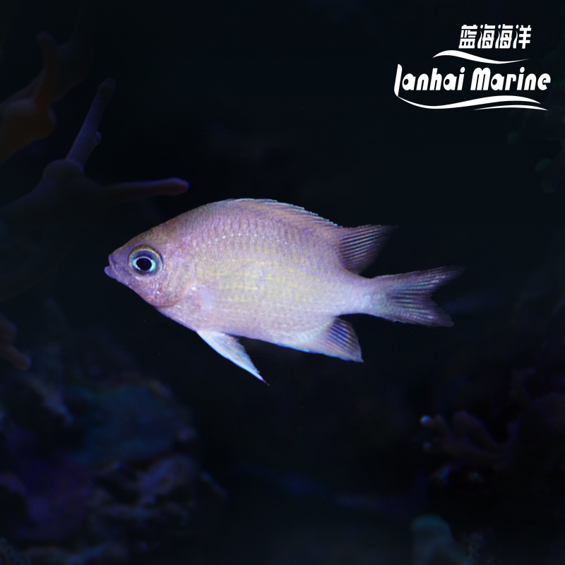 青雀