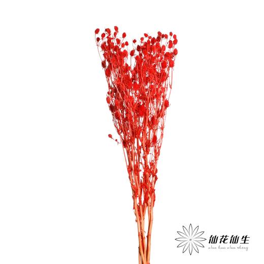 干花 | 情人果红色 商品图3