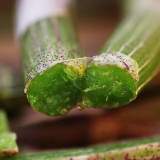 雲巅源府新鲜铁皮石斛条 250g/套 配手提袋 赠1盒25g铁皮石斛花 商品图4