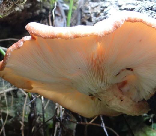 野生香菇/带着浓郁的森林气息/香菇250g/ 商品图1