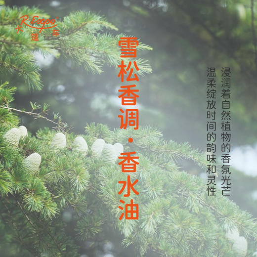 雪松香调香水油 植物精油香氛 适用护体香 护手油 润发丝 大篷车精油 商品图1