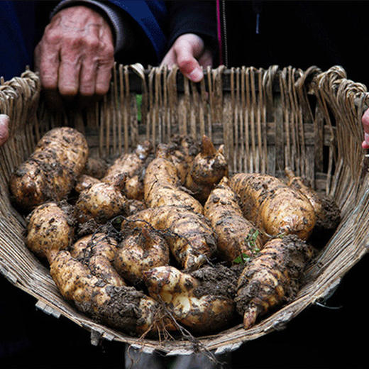 【2份十堰主城区包邮】秦家坪村新鲜天麻中果 500g  商品图2
