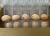 农鲜军五粮蛋40枚装 商品缩略图6
