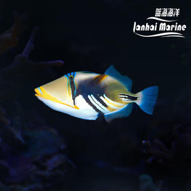 鸳鸯炮弹
