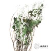 干花 | 雾中情人绿 商品缩略图3