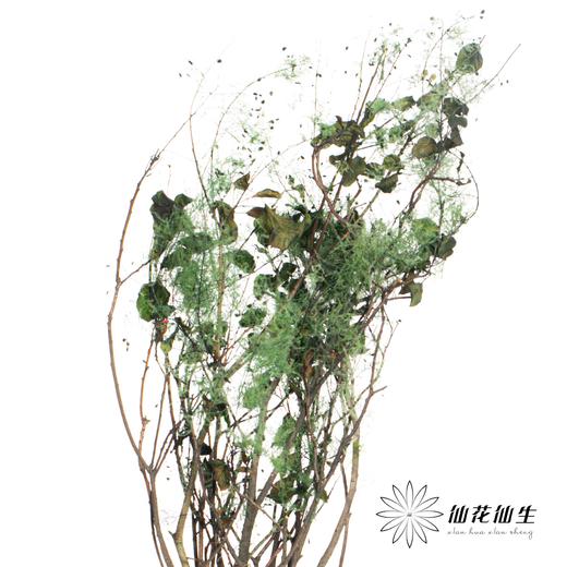 干花 | 雾中情人绿 商品图3