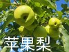 【农场直邮】沙漠有机安果梨（赤峰） 商品缩略图1