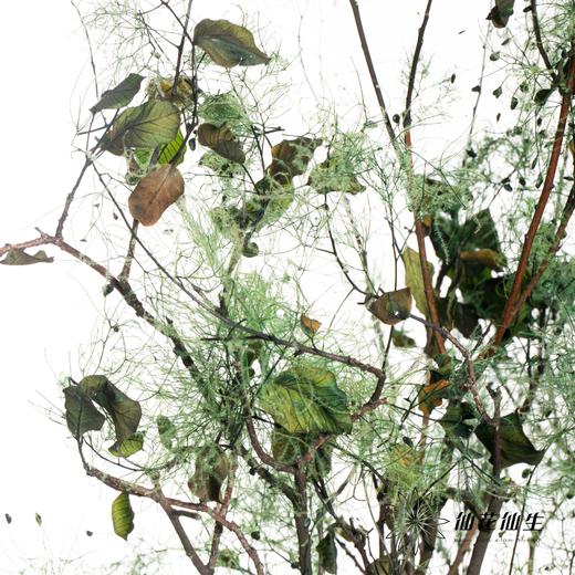 干花 | 雾中情人绿 商品图2