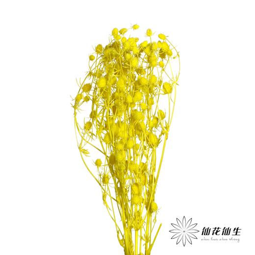 干花 | 情人果黄色 商品图1