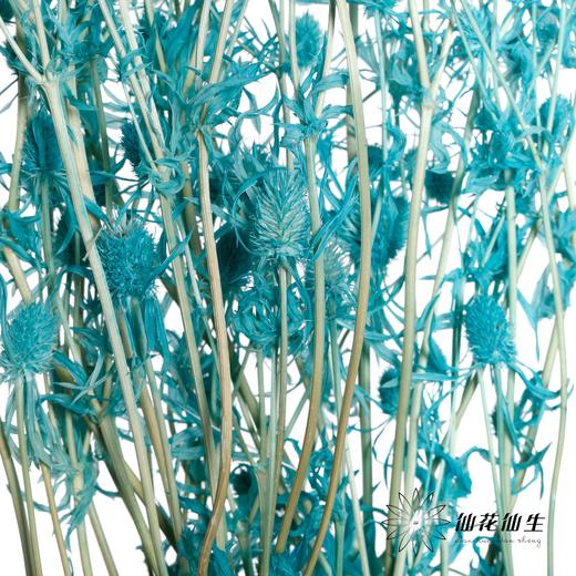 干花 | 情人果蒂芙尼蓝 商品图3