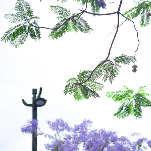 云南【去有“花”的地方】6天摄影游学团：昆明蓝花楹+洱海+喜洲+老药山杜鹃花 商品图4