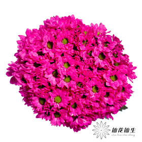 小菊 ｜ 染色小菊玫红【人工吸染，有色差，慎重下单】