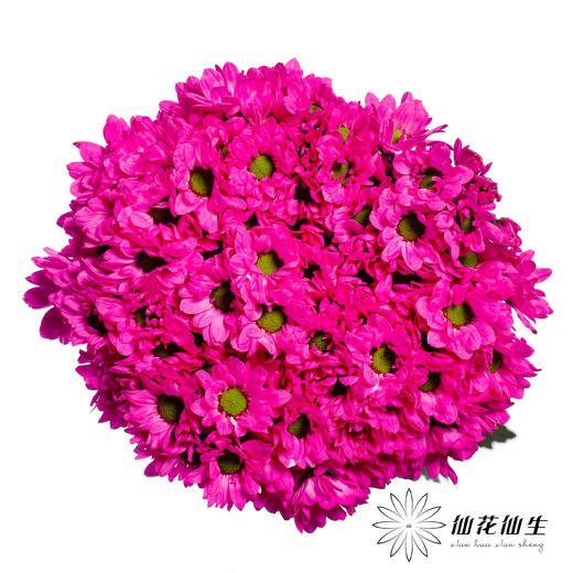 小菊 ｜ 染色小菊玫红【人工吸染，有色差，慎重下单】 商品图0