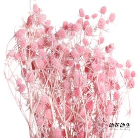 干花 | 情人果粉