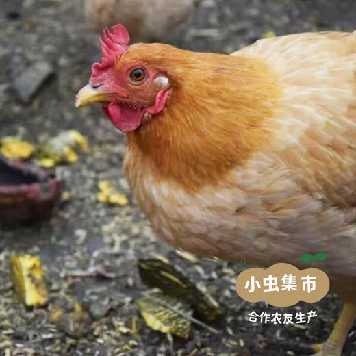 生态散养仔母鸡 整只/斩块（每周一、三、五发货） | 合作农友生产，产自湖北广水，生产者：湛小良 *【公平贸易农人定价】 商品图13