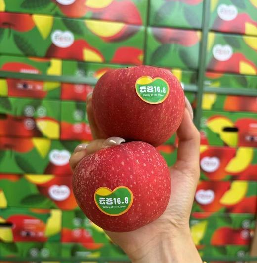 云谷168云南高原佳丽苹果约5斤12头装 |水果 商品图0