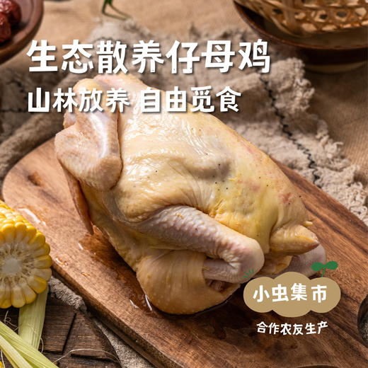 生态散养仔母鸡 整只/斩块（每周一、三、五发货） | 合作农友生产，产自湖北广水，生产者：湛小良 *【公平贸易农人定价】 商品图0