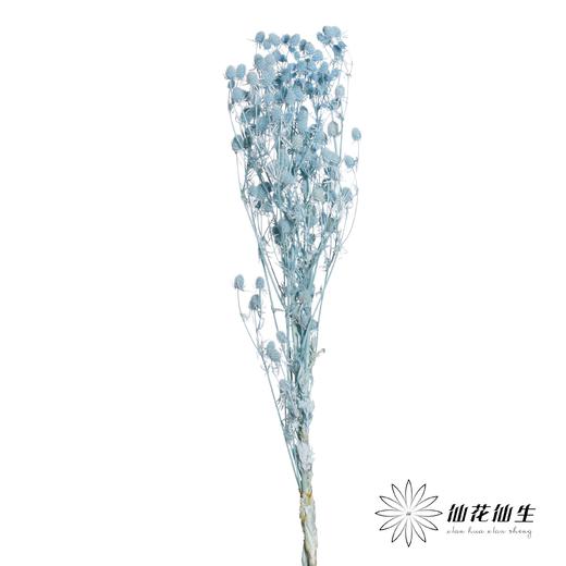 干花 | 情人果天蓝 商品图1