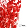 干花 | 情人果红色 商品缩略图0