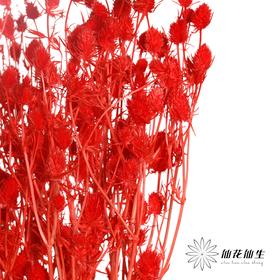 干花 | 情人果红色