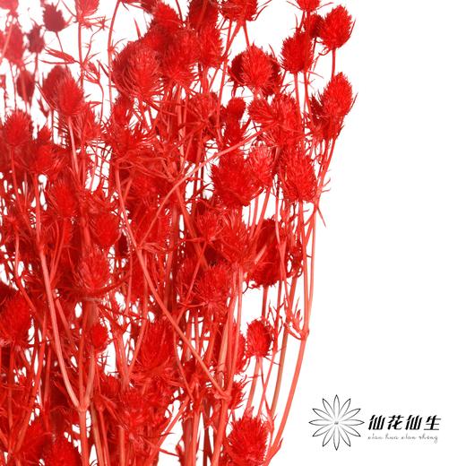 干花 | 情人果红色 商品图0