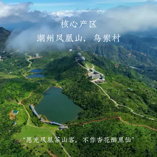 赛级单丛茶 | 顶级凤凰单丛 独特香型 斩获三大奖项 古树头摘 手工焙茶 秒杀活动买一送一 商品图4