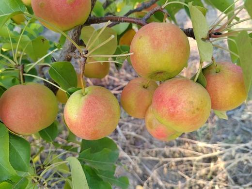 【农场直邮】沙漠有机安果梨（赤峰） 商品图0