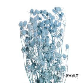 干花 | 情人果天蓝