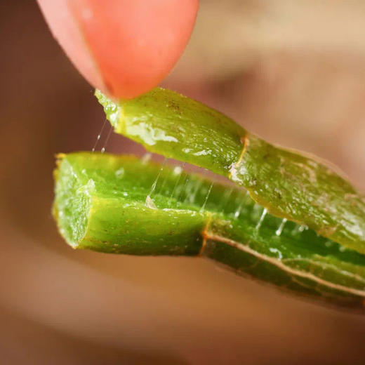 雲巅源府新鲜铁皮石斛条 250g/套 配手提袋 赠1盒25g铁皮石斛花 商品图3