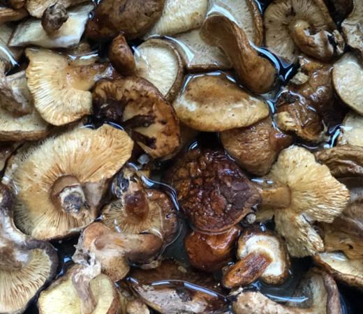 野生香菇/带着浓郁的森林气息/香菇250g/ 商品图2