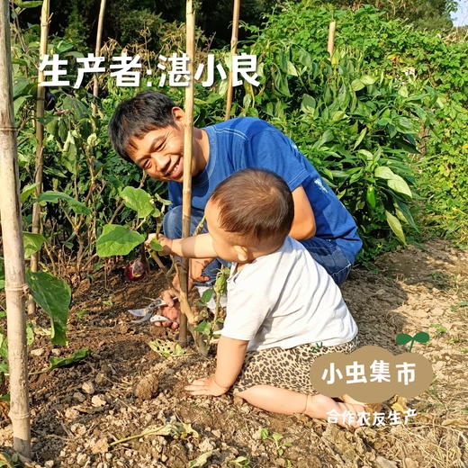 生态散养仔母鸡 整只/斩块（每周一、三、五发货） | 合作农友生产，产自湖北广水，生产者：湛小良 *【公平贸易农人定价】 商品图3