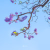 云南【去有“花”的地方】6天摄影游学团：昆明蓝花楹+洱海+喜洲+老药山杜鹃花 商品缩略图3