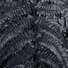 永生花材 | 大厥叶黑