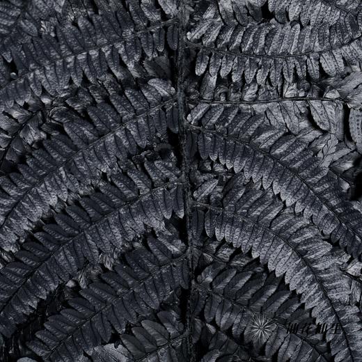 永生花材 | 大厥叶黑 商品图0