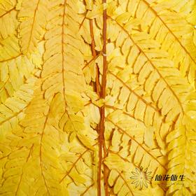 永生花材 | 大厥叶黄