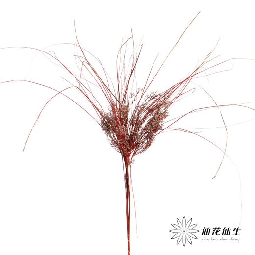永生花 | 山茅草红色 商品图1