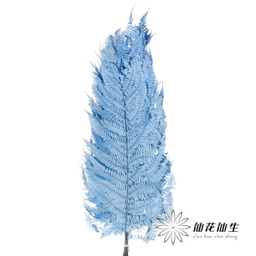 永生花材 | 大厥叶天蓝 商品图3