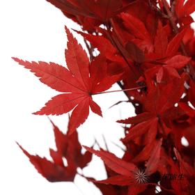 永生花 | 枫叶红