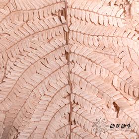 永生花材 | 大厥叶浅咖