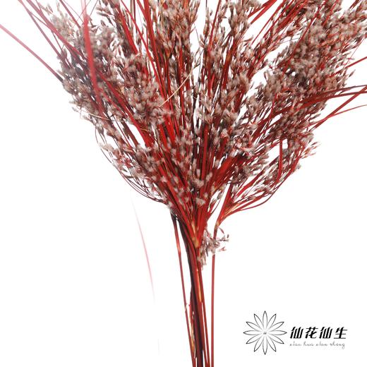 永生花 | 山茅草红色 商品图2