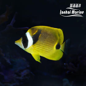 白眉蝶/月眉蝶