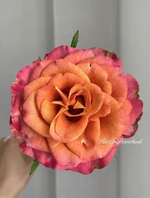 多头玫瑰 | 吉普赛猎奇 商品图0